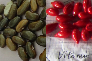 Lại thêm bê bối ngành y: Y tá nhầm thuốc với hạt đỗ